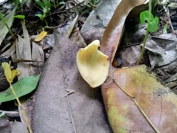 Цветок Ивы Annona Muricata Фоне Природы — стоковое фото