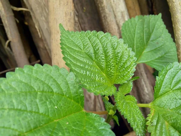 Feuilles Vertes Laportea Dans Fond Nature — Photo