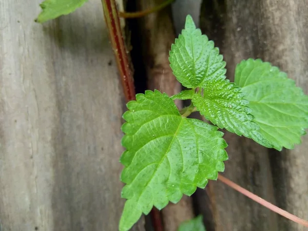 Feuilles Vertes Laportea Dans Fond Nature — Photo