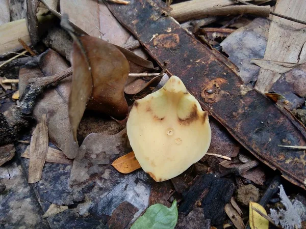 Soursop Virág Annona Muricata Természetben — Stock Fotó