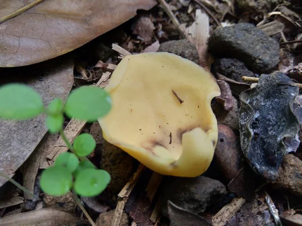 Άνθος Σουρσόπ Annona Muricata Στο Φόντο Της Φύσης — Φωτογραφία Αρχείου