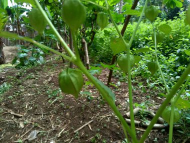 Ağaçta asılı duran yeşil bitki örtüsü (ceplukan, ciplukan).