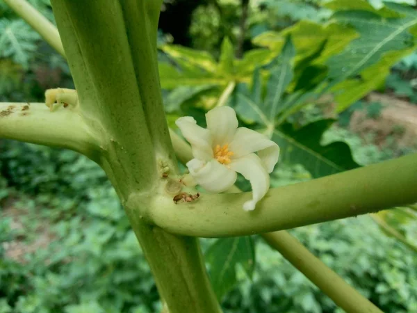 Λευκό Λουλούδι Παπάγια Carica Papaya Στο Δέντρο — Φωτογραφία Αρχείου