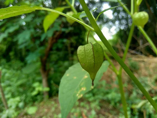 Młody Zielony Physalis Ceplukan Ciplukan Wiszący Drzewie Tłem Natury — Zdjęcie stockowe