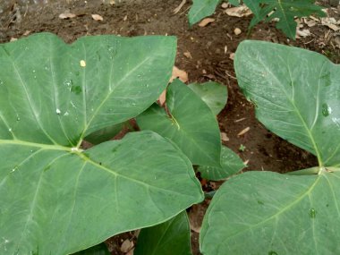 Taro ağacı (Colocasia esculenta L.) doğa arka planında