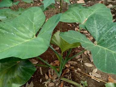Taro ağacı (Colocasia esculenta L.) doğa arka planında