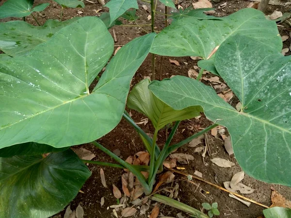 Árbol Taro Colocasia Esculenta Fondo Natural — Foto de Stock