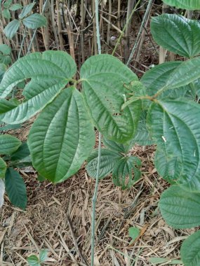 Doğa arka planında yeşil dioskorea hispida Dennst ağacı