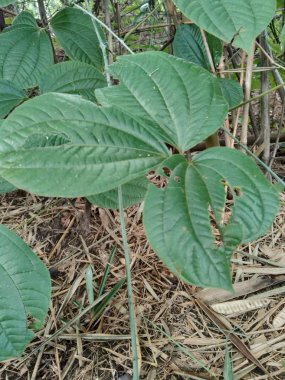 Doğa arka planında yeşil dioskorea hispida Dennst ağacı