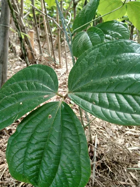 Зеленый Dioscorea Hispida Денст Дерево Фоне Природы — стоковое фото