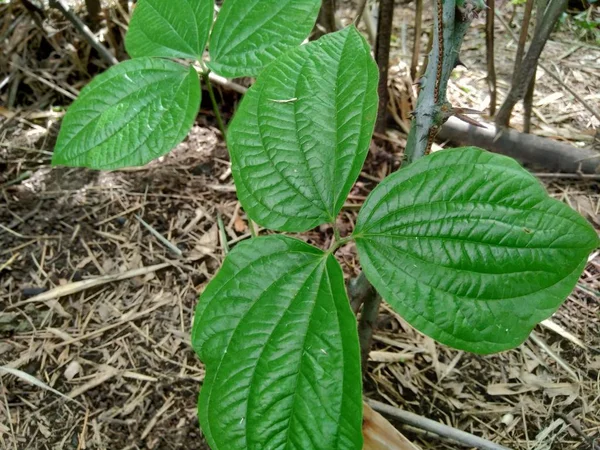 Verde Dioscorea Hispida Dennst Árvore Fundo Natureza — Fotografia de Stock