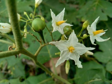 Yeşil yapraklı ve beyaz çiçekli mini patlıcan (Solanum torvum)