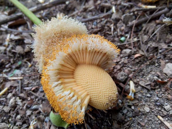 Frijol Amargo Parkia Speciosa Petai Flor Suelo —  Fotos de Stock