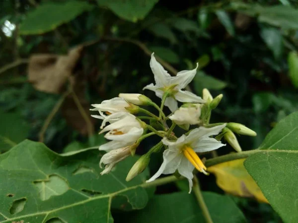 Bakłażan Solanum Torvum Zielonymi Liśćmi Białymi Kwiatami — Zdjęcie stockowe