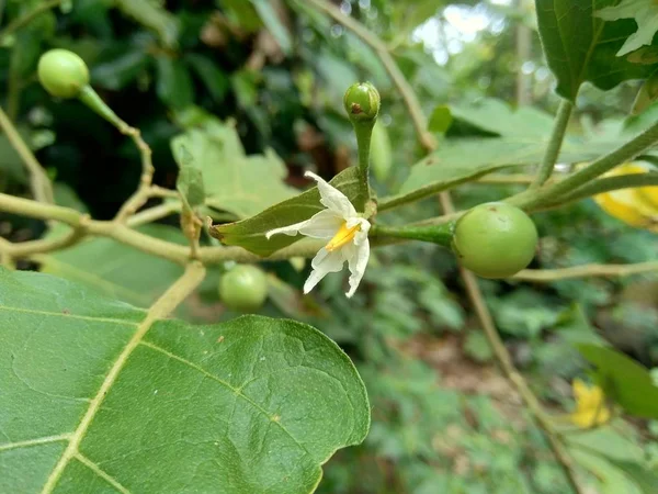 Mini Berenjena Solanum Torvum Con Hojas Verdes Flores Blancas — Foto de Stock