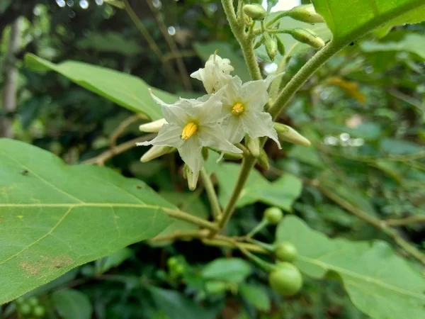 Mini Lilek Solanum Torvum Zelenými Listy Bílými Květy — Stock fotografie