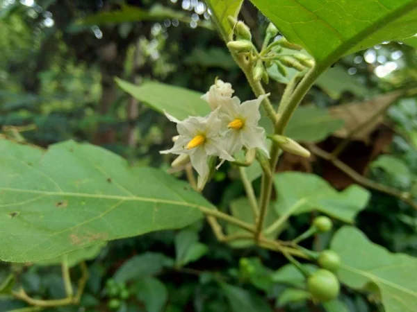 Mini Melanzana Solanum Torvum Con Foglie Verdi Fiori Bianchi — Foto Stock