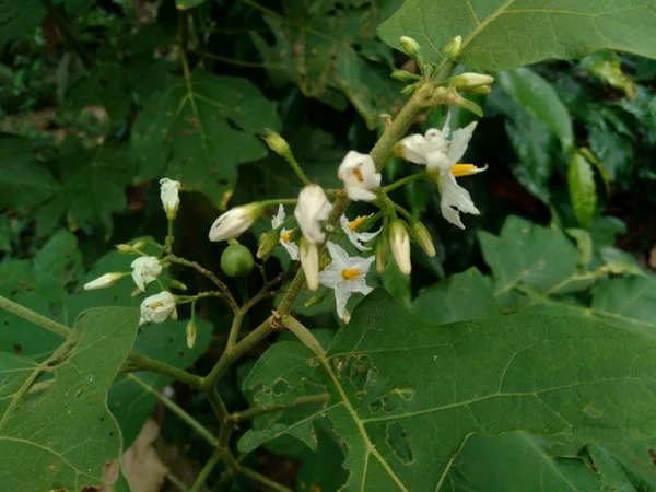 Mini Aubergine Solanum Torvum Met Groene Bladeren Witte Bloemen — Stockfoto