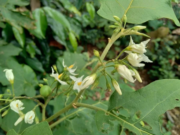 Yeşil Yapraklı Beyaz Çiçekli Mini Patlıcan Solanum Torvum — Stok fotoğraf