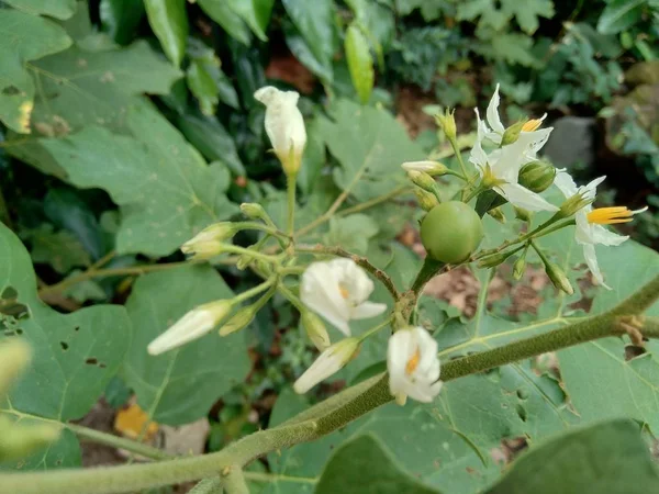 Mini Berinjela Solanum Torvum Com Folhas Verdes Flores Brancas — Fotografia de Stock