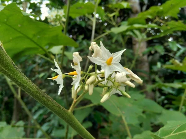 Mini Melanzana Solanum Torvum Con Foglie Verdi Fiori Bianchi — Foto Stock
