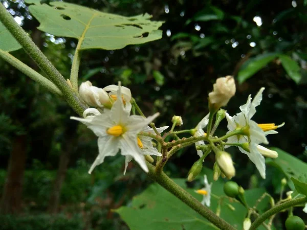 Mini Melanzana Solanum Torvum Con Foglie Verdi Fiori Bianchi — Foto Stock