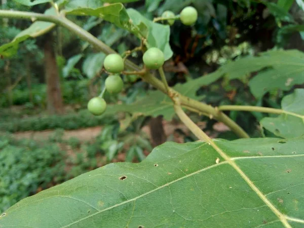 Mini Äggplanta Solanum Torvum Med Gröna Blad Och Vita Blommor — Stockfoto
