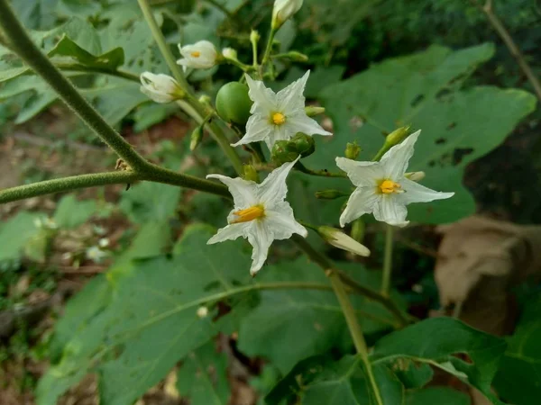 Mini Lilek Solanum Torvum Zelenými Listy Bílými Květy — Stock fotografie