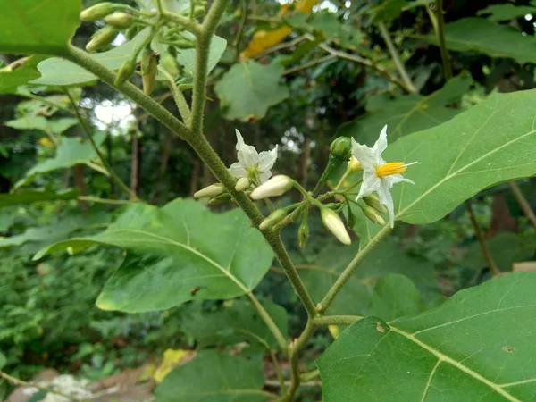 Mini Padlizsán Solanum Torvum Zöld Levelekkel Fehér Virágokkal — Stock Fotó