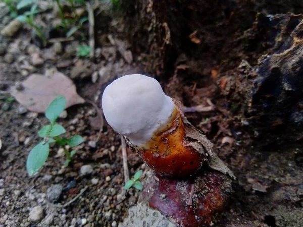 Fungo Velenoso Esotico Sullo Sfondo Della Natura — Foto Stock