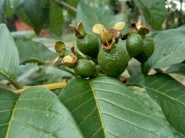 Πράσινη Γκουάβα Psidium Guajava Common Guava Στο Δέντρο — Φωτογραφία Αρχείου