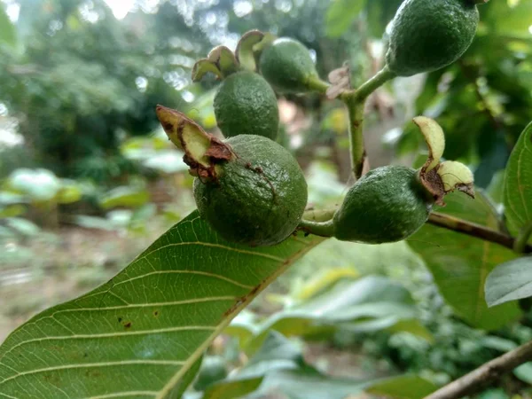 Guava Verde Psidium Guajava Common Guava Sull Albero — Foto Stock