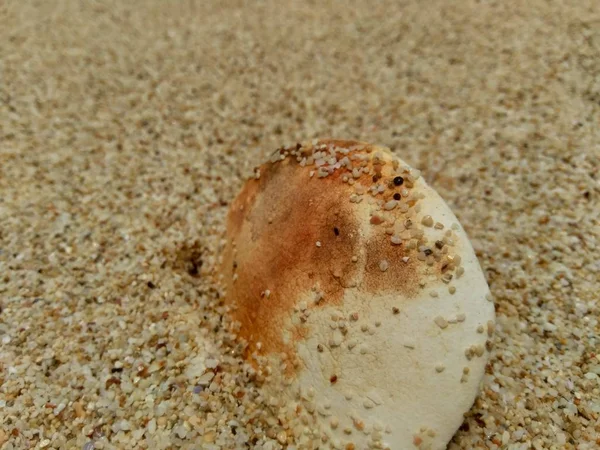 Les Ordures Sur Plage Font Paraître Les Ordures Sales Salissantes — Photo