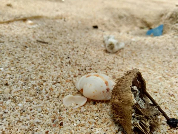 ビーチでゴボゴボということは汚れて乱雑に見えます プラスチックや木などの廃棄物の多くは — ストック写真