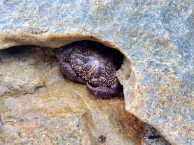 Purple crab (Brachyura) hide behind the big stone clipart