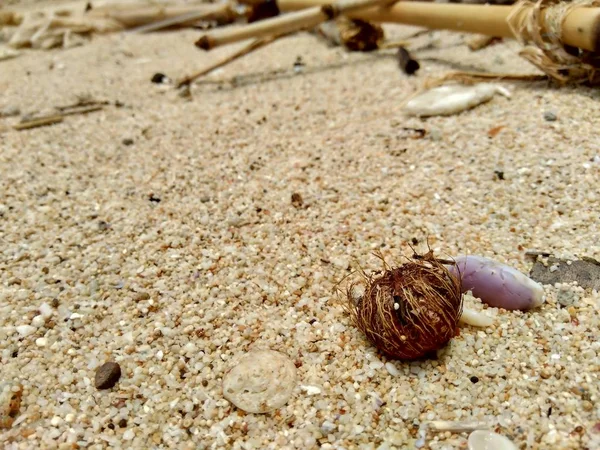 Nahaufnahme Muschel Auf Dem Sand — Stockfoto