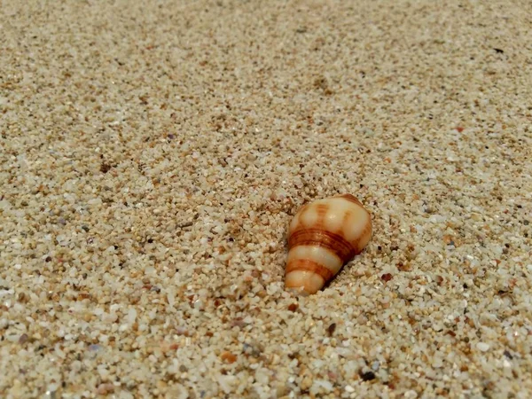 Dicht Schelp Het Zand — Stockfoto