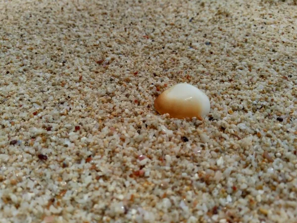 Nahaufnahme Muschel Auf Dem Sand — Stockfoto