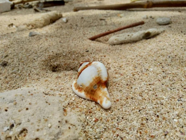 Close Shell Sand — Stock Photo, Image