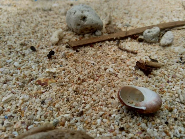 Close Shell Sand — стоковое фото