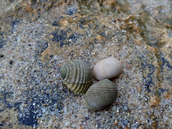 Close Shell Sand — стоковое фото