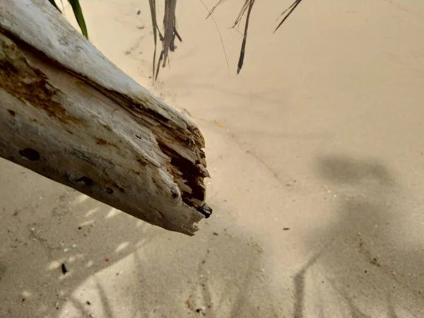 美しいビーチの背景を持つ木 — ストック写真