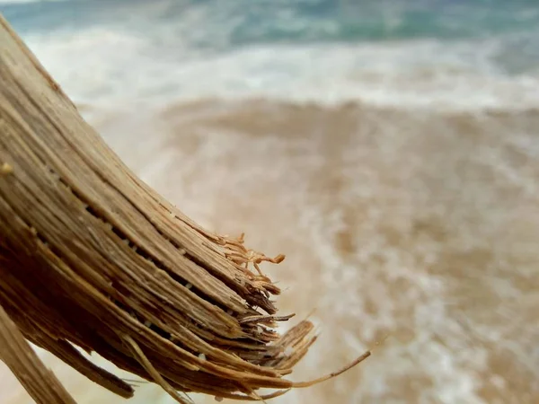 Wood Beautiful Beach Background — Stock Photo, Image