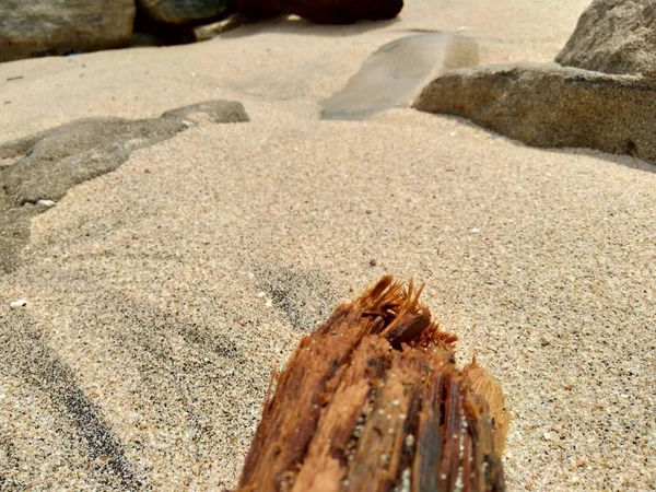 Natuurhout Natuur Met Zand Rots Het Strand — Stockfoto