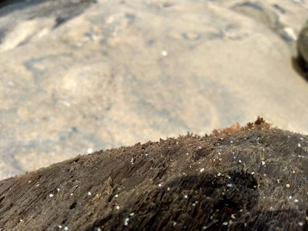 Натуральная Древесина Природе Песком Скалой Пляже — стоковое фото