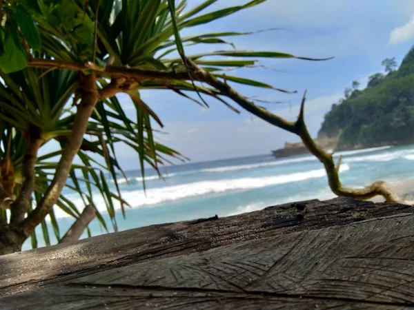 Sahilde Güzel Manzaralı Bir Odun — Stok fotoğraf