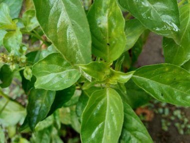 Fresh lemon basil (kemangi, Ocimum basilicum, Ocimum americanum, O. basilicum var. anisatum Benth) in the garden