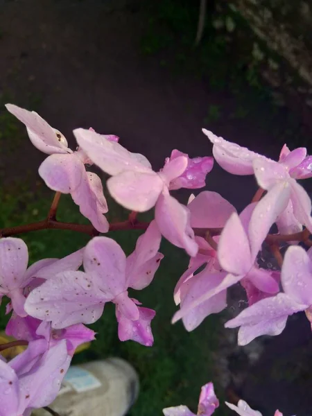Orchidées Violettes Orchidaceae Dans Fond Nature — Photo