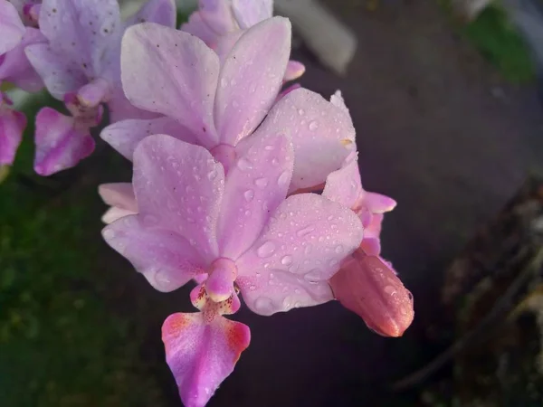 Lila Orchideák Orchidaceae Természetben — Stock Fotó