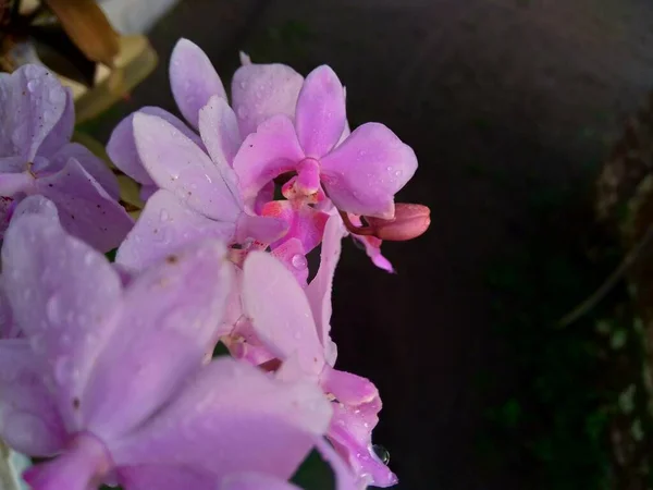 Orquídeas Púrpura Orchidaceae Fondo Naturaleza — Foto de Stock